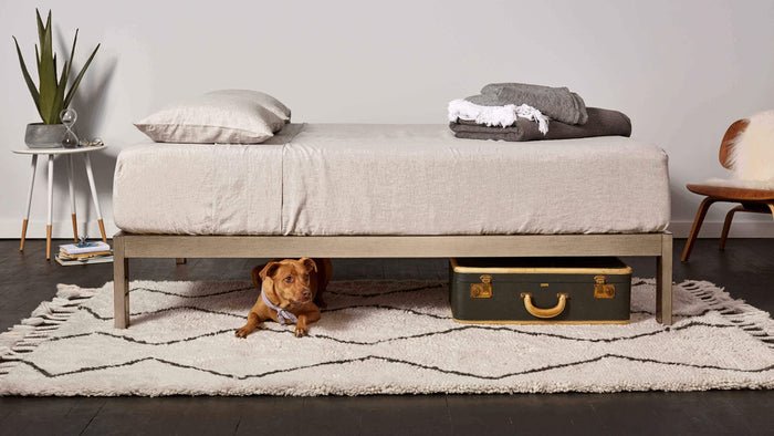 Welcome to the bed frames page. Dog and luggage peeking out from underneath a gold-brushed, steel metal bed frame by Keetsa
